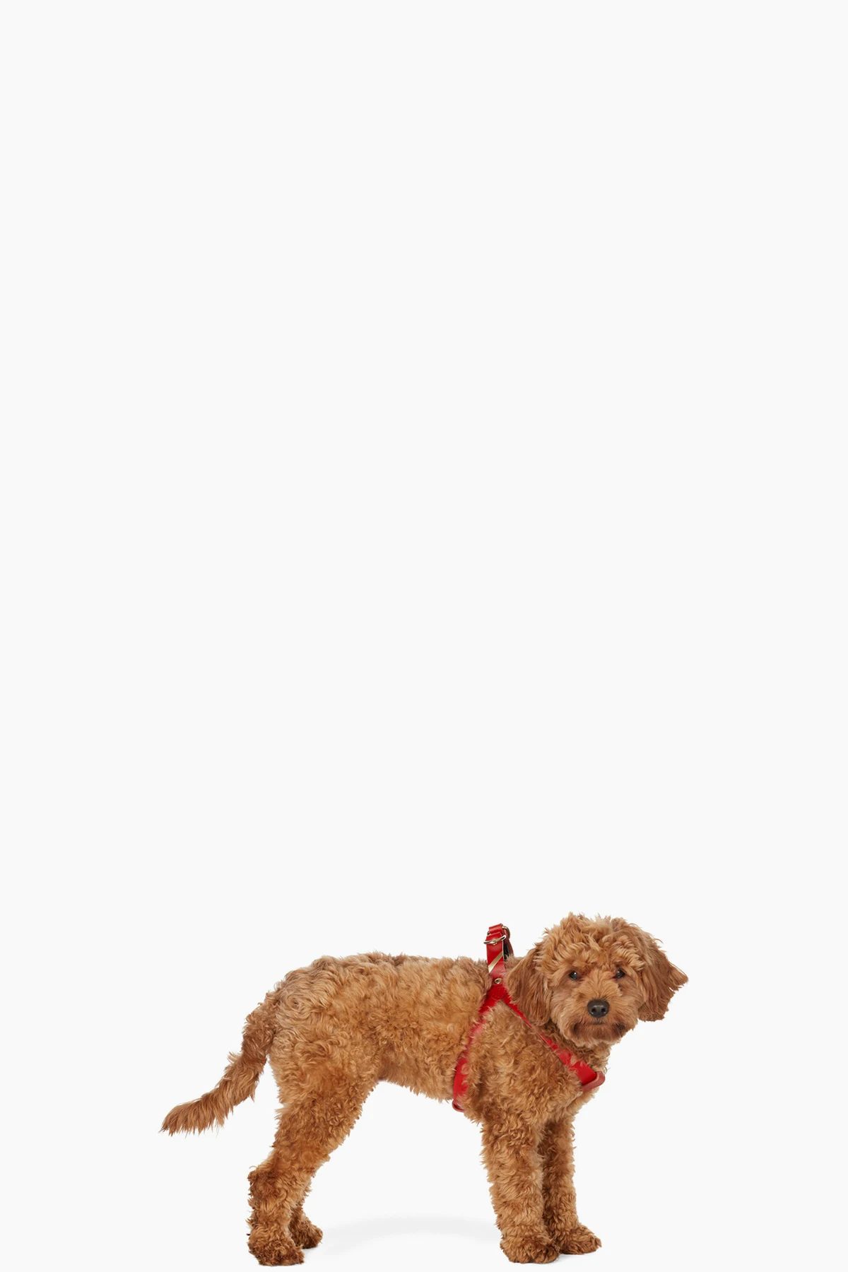 Red One Click Harness