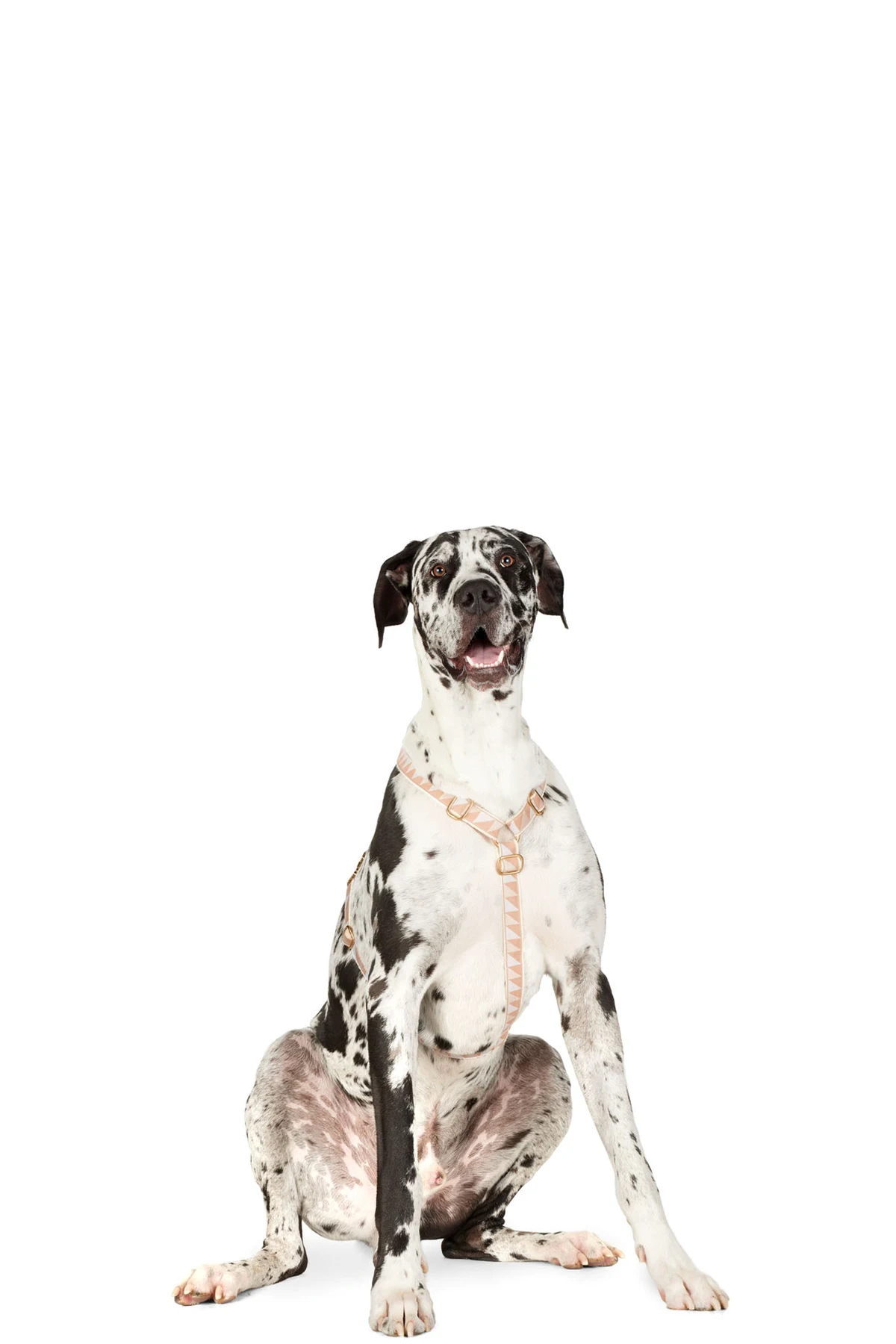 Black & Beige Large Nice Grill City Harness