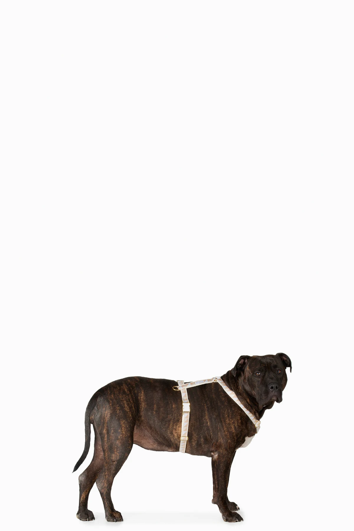 Beige & Blue Extra Large Nice Grill Standard Harness