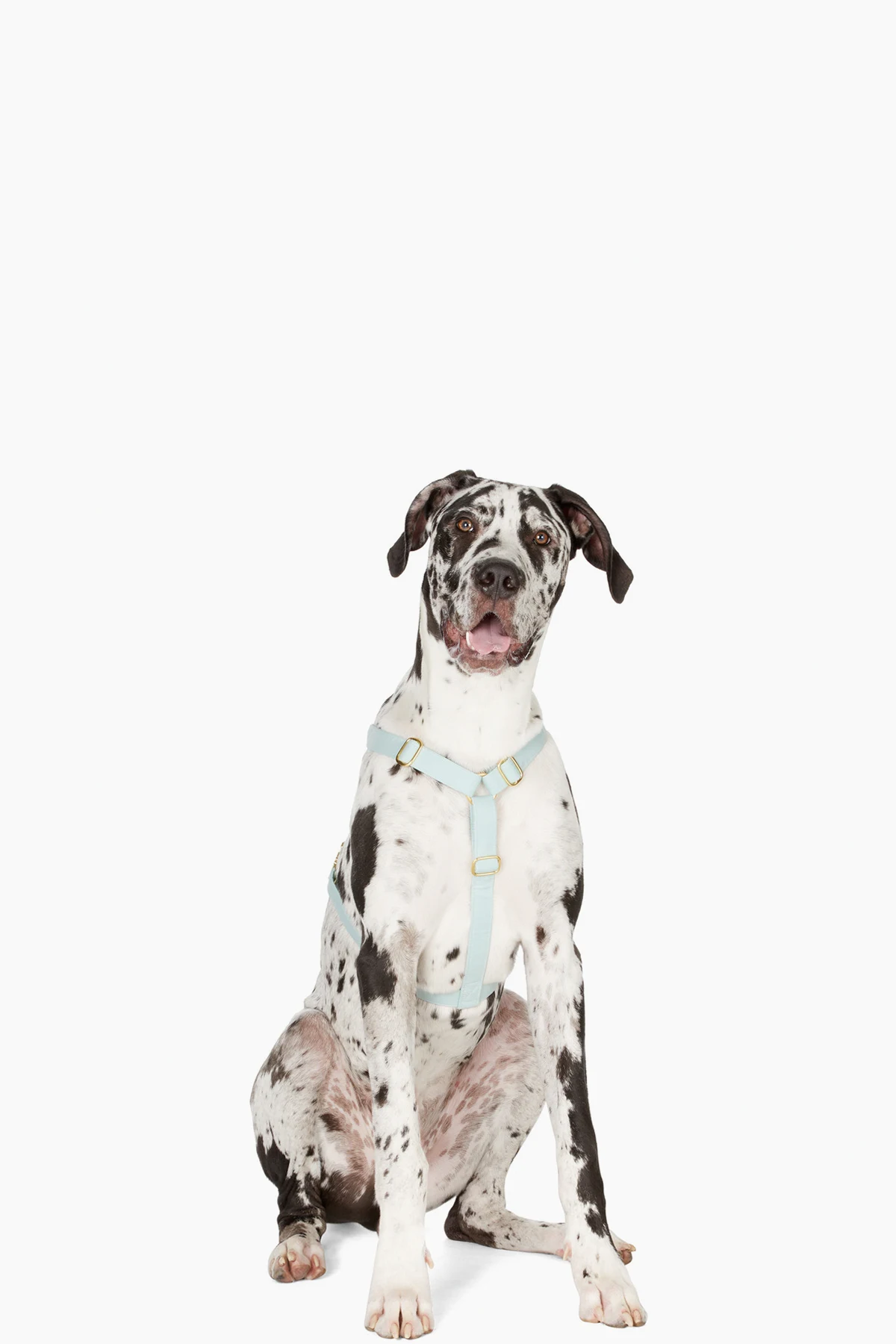 Green The Scot Large Original Harness