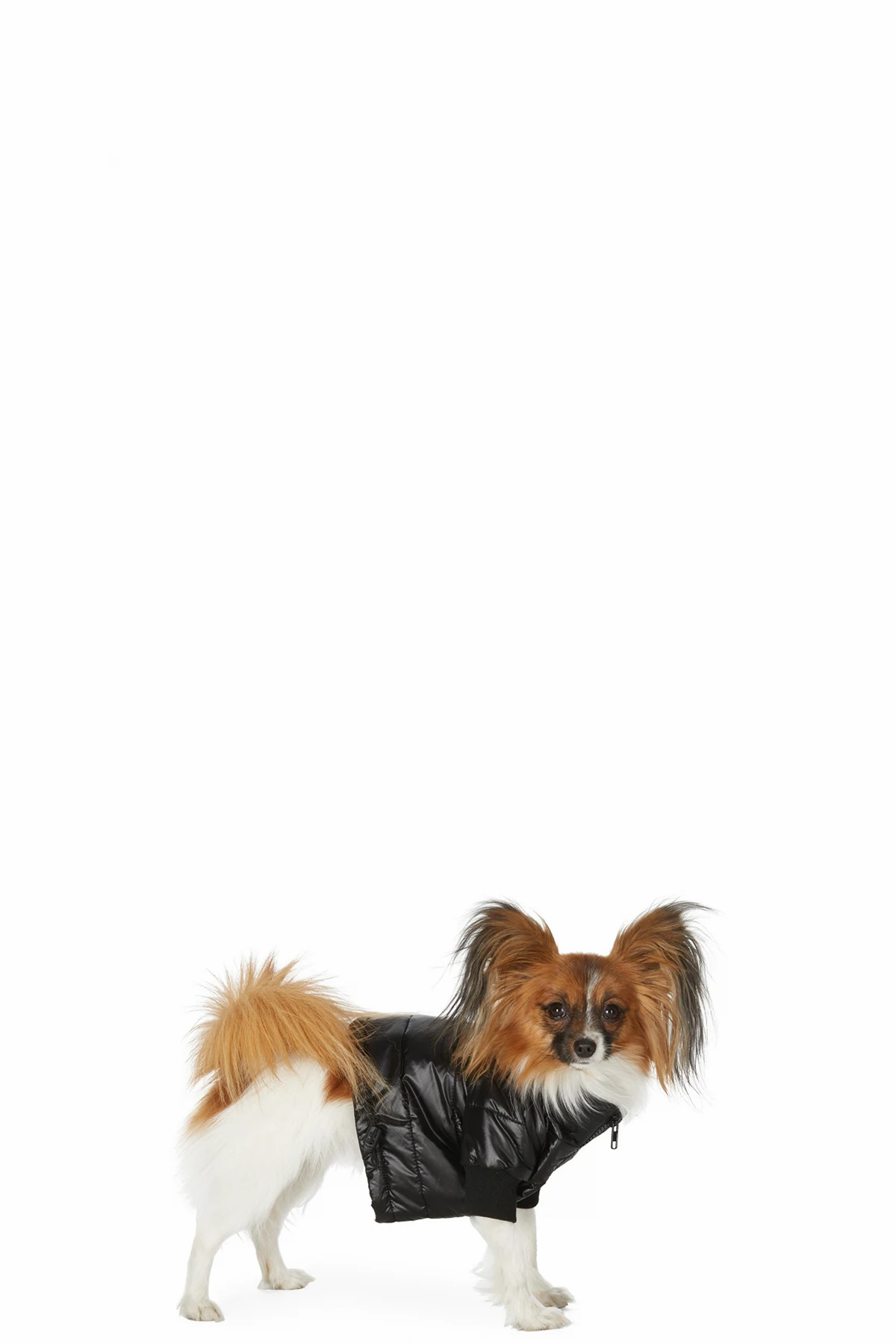 SSENSE Exclusive Black Puffer Jacket