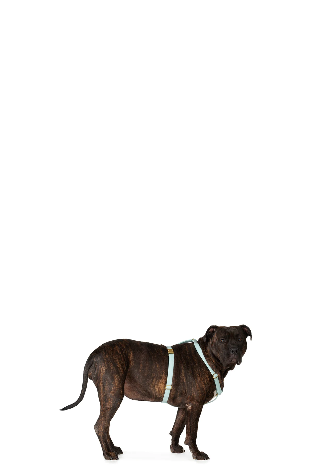 Green The Scot Extra Large Original Harness